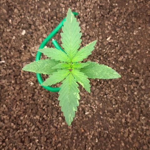 O.G. Kush growlog timeline photo