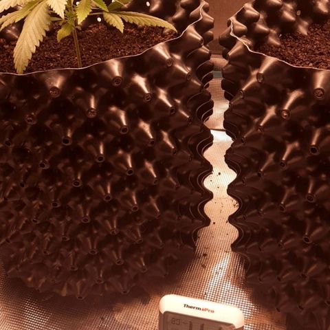 O.G. Kush growlog timeline photo