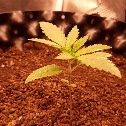 O.G. Kush growlog timeline photo