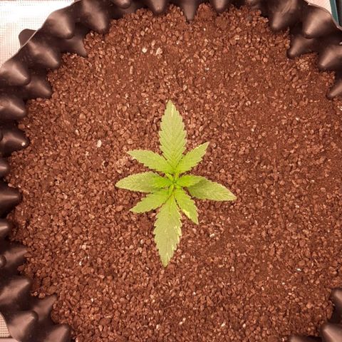 O.G. Kush growlog timeline photo