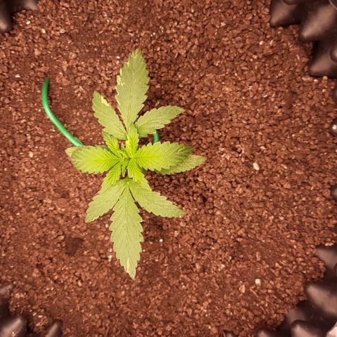 O.G. Kush growlog timeline photo