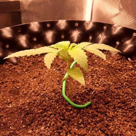 O.G. Kush growlog timeline photo