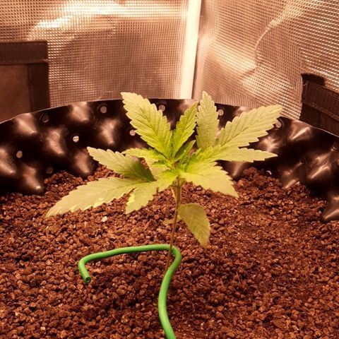 O.G. Kush growlog timeline photo