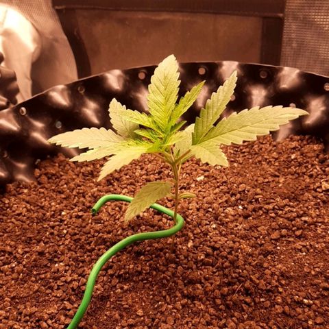 O.G. Kush growlog timeline photo