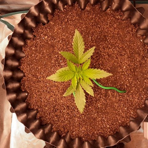 O.G. Kush growlog timeline photo