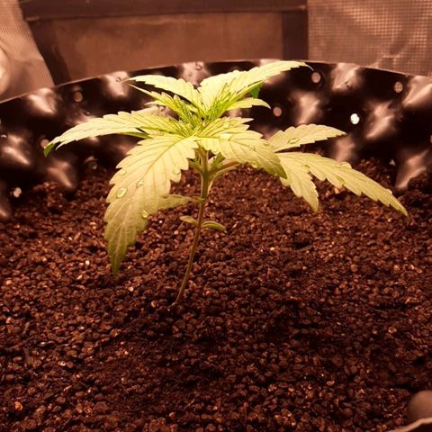 O.G. Kush growlog timeline photo