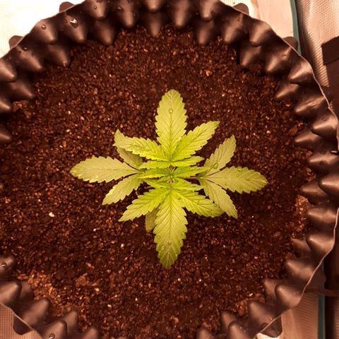 O.G. Kush growlog timeline photo