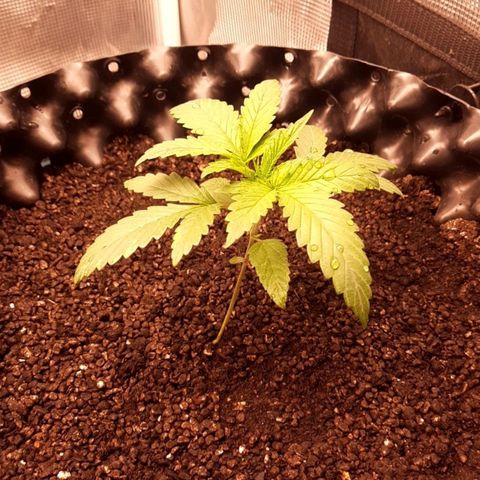 O.G. Kush growlog timeline photo