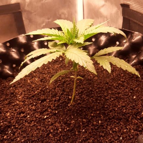 O.G. Kush growlog timeline photo