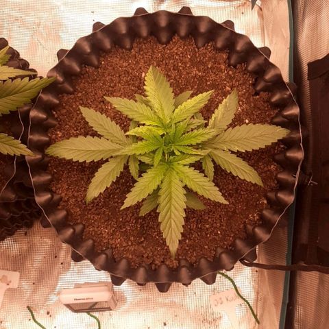 O.G. Kush growlog timeline photo
