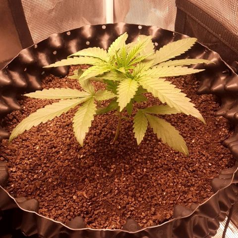 O.G. Kush growlog timeline photo