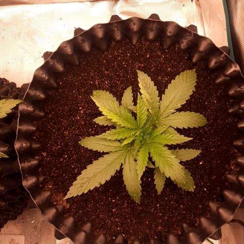 O.G. Kush growlog timeline photo