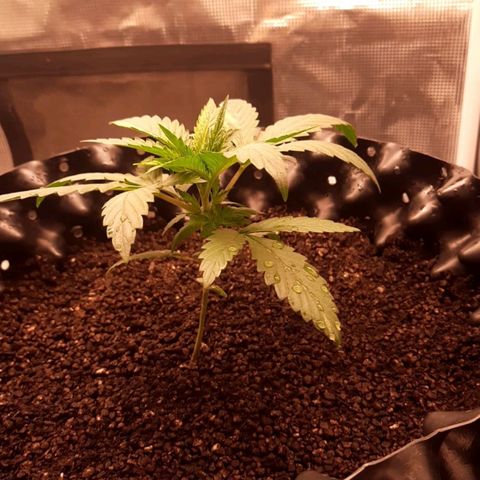 O.G. Kush growlog timeline photo