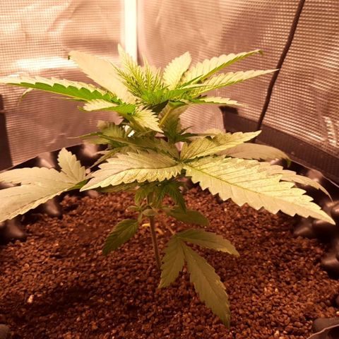 O.G. Kush growlog timeline photo