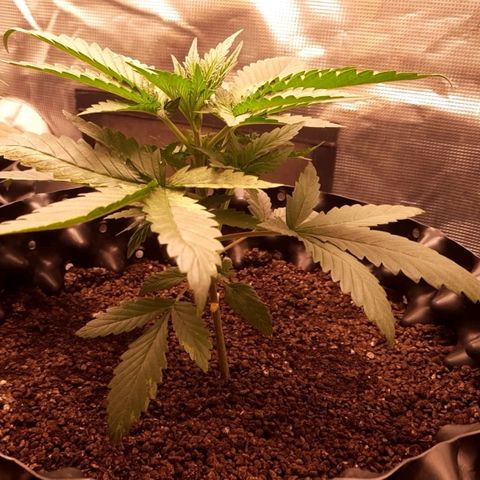 O.G. Kush growlog timeline photo