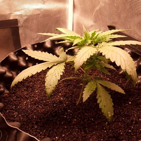 O.G. Kush growlog timeline photo