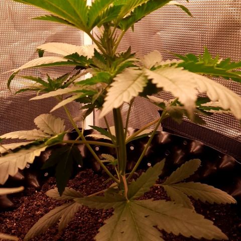 O.G. Kush growlog timeline photo