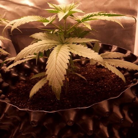O.G. Kush growlog timeline photo