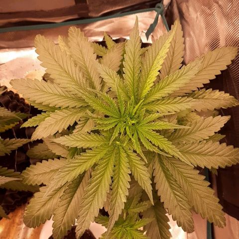 O.G. Kush growlog timeline photo