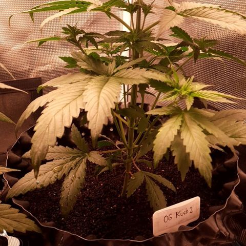 O.G. Kush growlog timeline photo