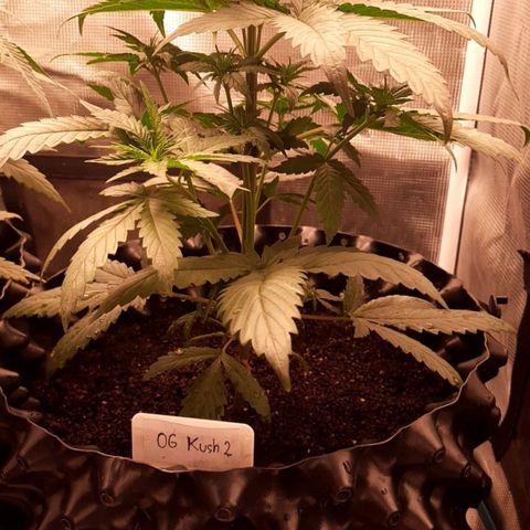 O.G. Kush growlog timeline photo