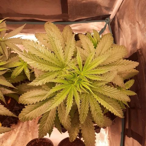 O.G. Kush growlog timeline photo