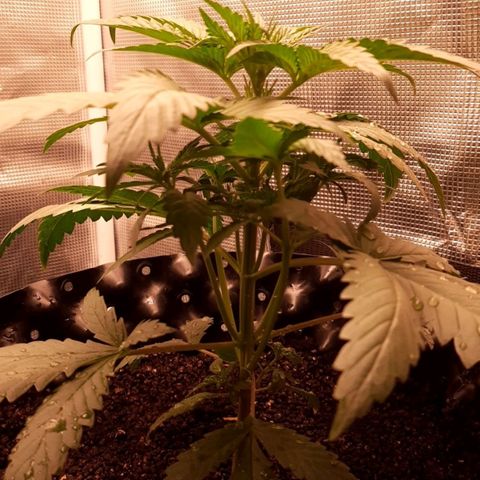 O.G. Kush growlog timeline photo