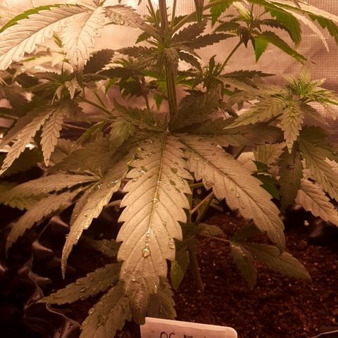 O.G. Kush growlog timeline photo