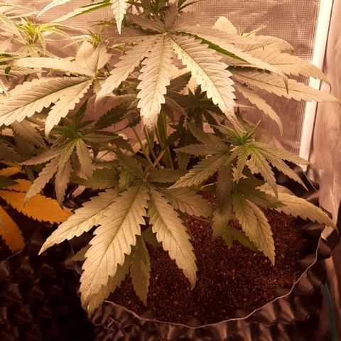 O.G. Kush growlog timeline photo