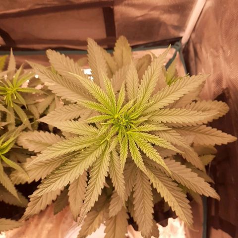 O.G. Kush growlog timeline photo