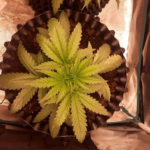 O.G. Kush growlog timeline photo