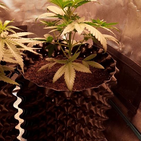 O.G. Kush growlog timeline photo