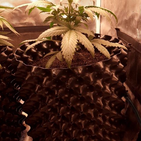 O.G. Kush growlog timeline photo