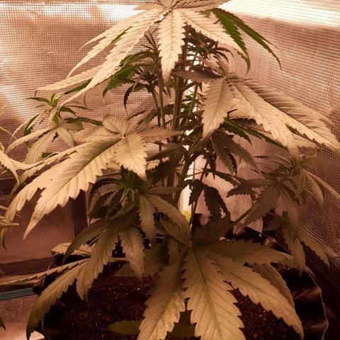 O.G. Kush growlog timeline photo
