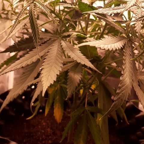 O.G. Kush growlog timeline photo