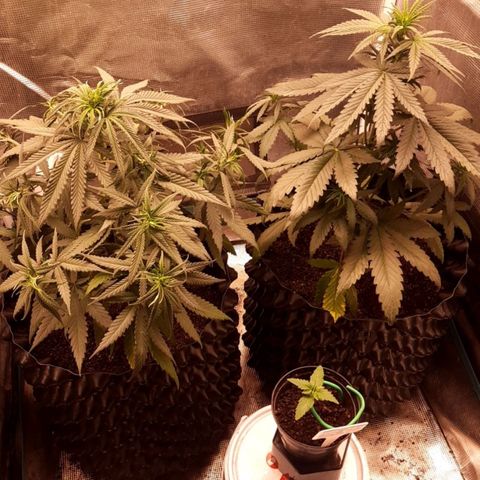 O.G. Kush growlog timeline photo