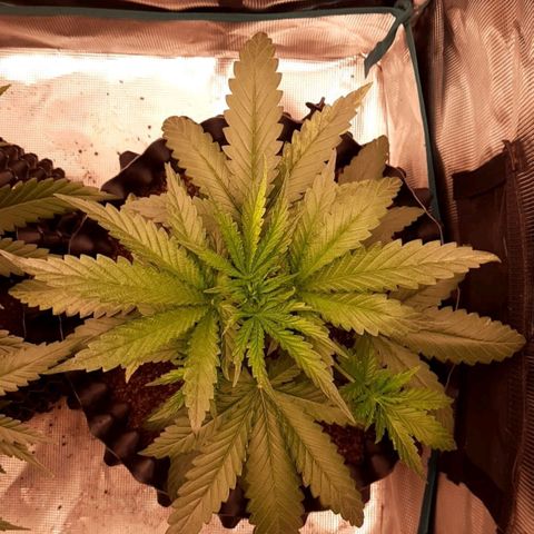 O.G. Kush growlog timeline photo