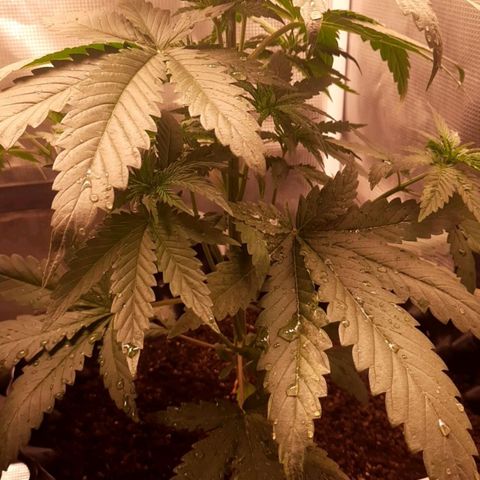 O.G. Kush growlog timeline photo