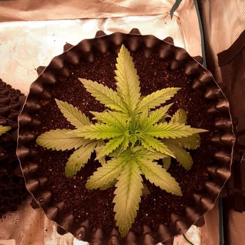 O.G. Kush growlog timeline photo