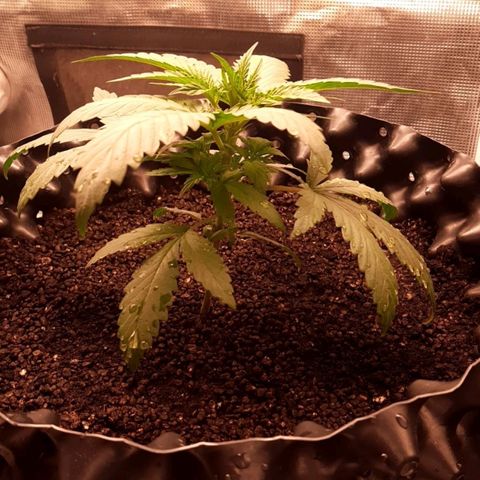 O.G. Kush growlog timeline photo