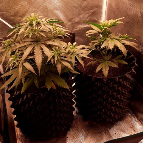 O.G. Kush growlog timeline photo