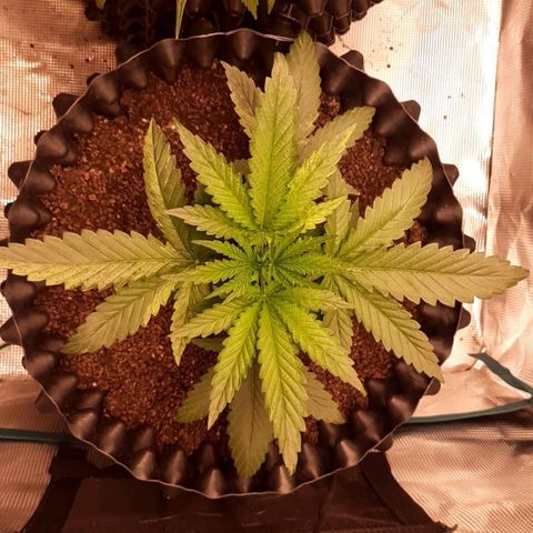 O.G. Kush growlog timeline photo