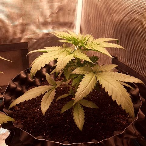O.G. Kush growlog timeline photo