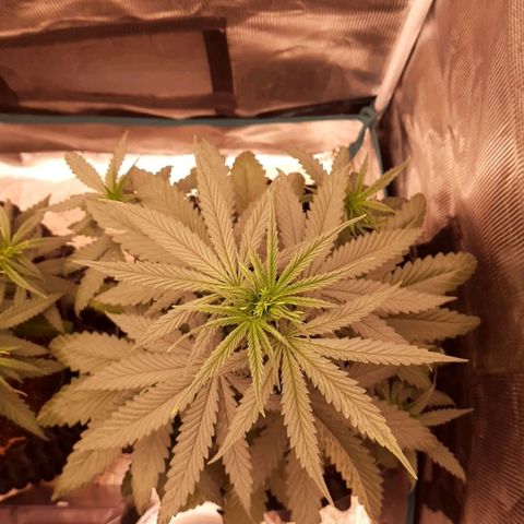 O.G. Kush growlog timeline photo