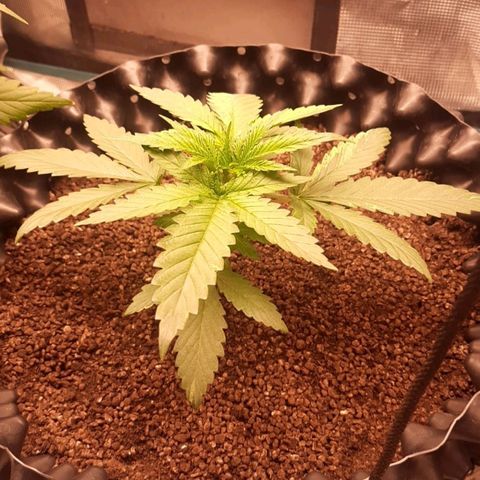O.G. Kush growlog timeline photo