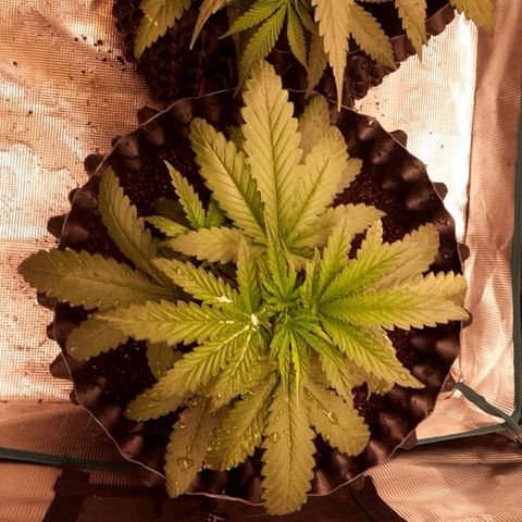 O.G. Kush growlog timeline photo