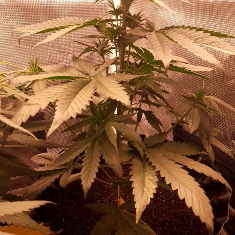 O.G. Kush growlog timeline photo