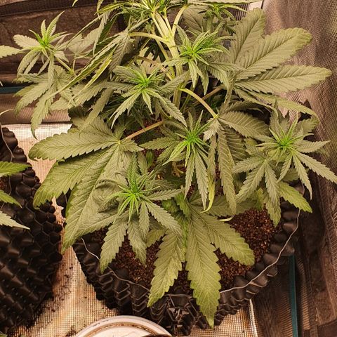 O.G. Kush growlog timeline photo