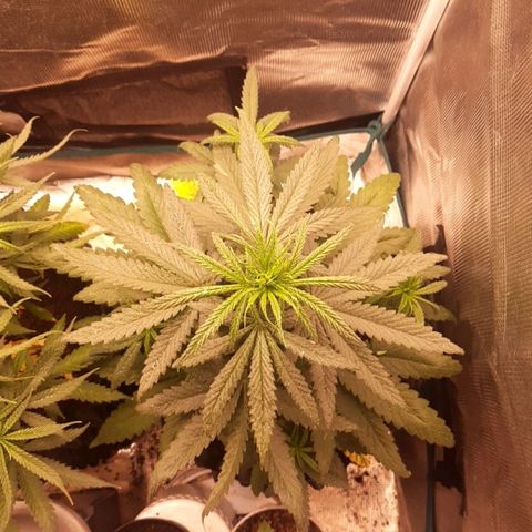 O.G. Kush growlog timeline photo