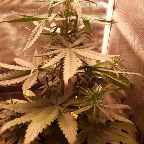 O.G. Kush growlog timeline photo